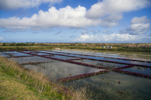 MAREES SALANTS