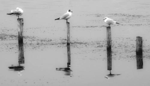 mouette